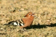 African Hoopoe, Etosha, Namibia